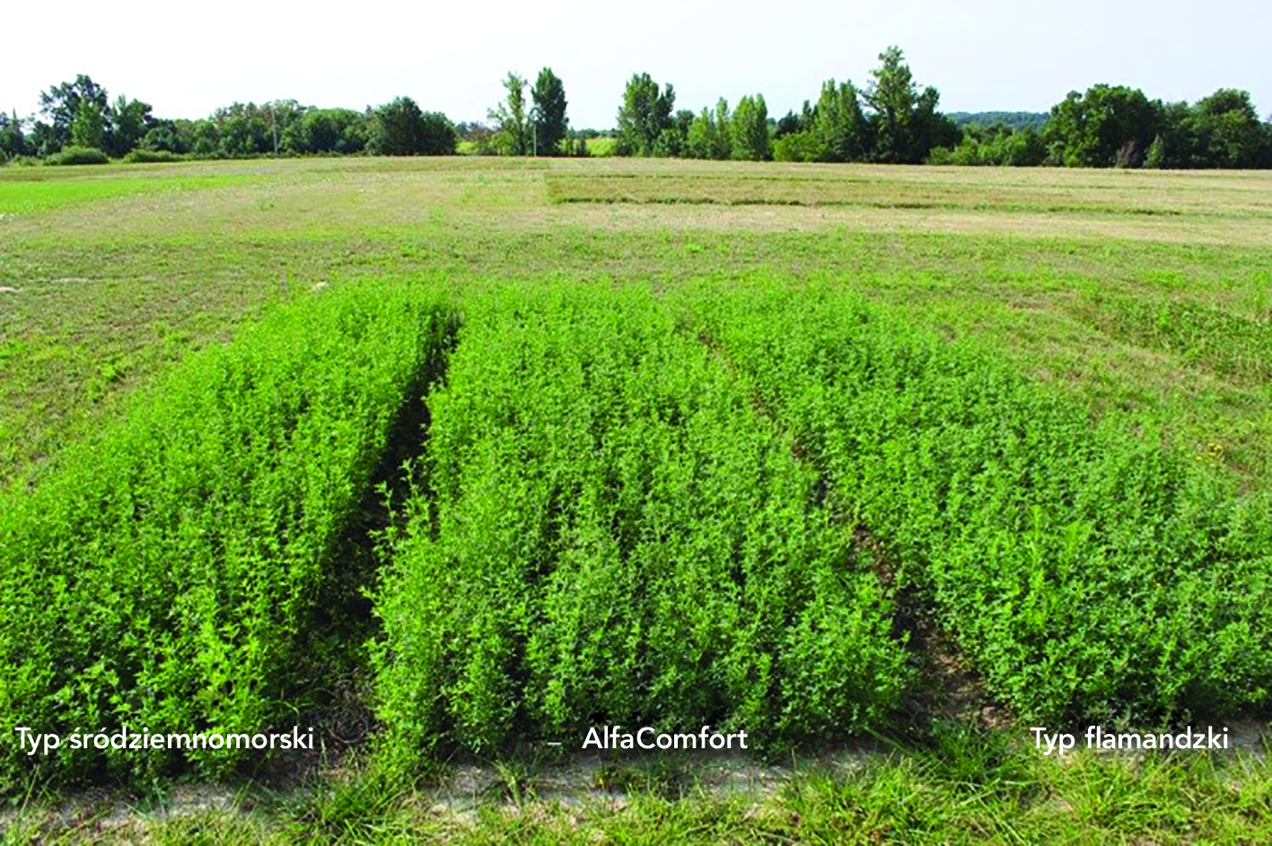 typy AlfaComfort.jpg